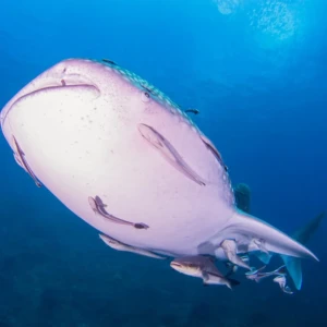 Dive in Tenggol
