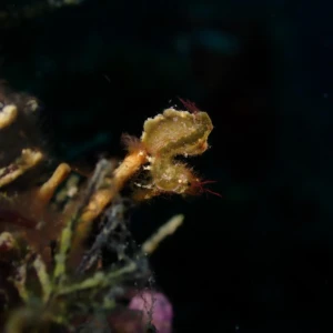 Hairy Shrimp